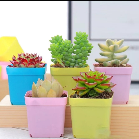 20 pieces Plastic Nursery Pot - Picture 5 of 6